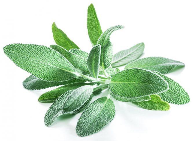 Sage